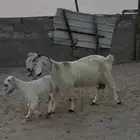 عنز ضروبه