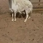 خلفه حرية تامه سلم وروم وشرط