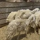 16 ضان حريات مراح واحد طيبه بالحيل ع 640 ي بلاش