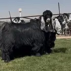 مراح عوارض فاااخره فرصه للقناي الي ييي المعزا الطيبه