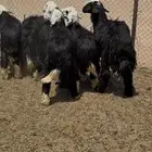 بهم نجد جبر