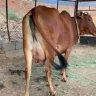 بقره بلدي