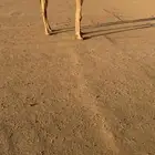 بكره شقحا كفو