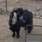 فحل عارضي للبيع