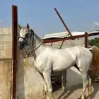 حصان عربي