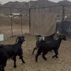تيس وجفرتين ذبايح ثلاجه