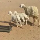 خلفه حرية تامه تحتها رخل وطلي روم وشرط وسلم