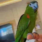 هانز مكاو (ميني مكاو)