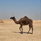 رباع ضروبه مابعد استالدت