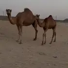 ساحلية حمراء ومعها بكرة ولقحة