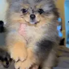 blue merle tan pomeranian