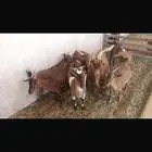 معزا جنوبيات دهم. دفيع مع فحل دهم ماشاءالله يقرع