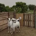 جفار بيشيات فواخر