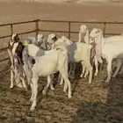 جفار هولنديات معرفات