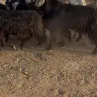 للبيع معزا عوارض 21 بالفحل تم البيع تم البيع