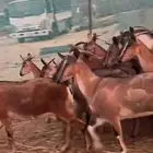 معزا لون صيد اساس وعول