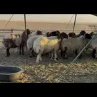 غنم نعيم دفيع .