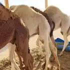 حشو قصب شرق الرياض