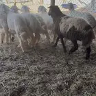 ذبايح حري. ونعيم. وسواكن