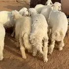 طليان حريات