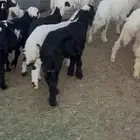 اعرض لكم طليان ورخال فيها 6 نجد والباقي حبص من ثلاثه شهور