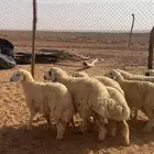 بهم