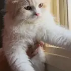 قطة شيرازية للتبني