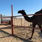 للبيع بكره