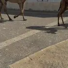 عشرا ثنو