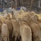 جذعان جبر ناهي البيع بالجمله والتفريد