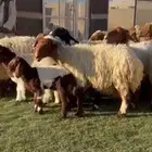 مراح نعيم فاخره دفيع شرط متابيع
