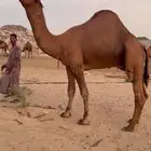 بعير ساحلي حمر ادهم