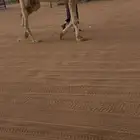 بعير طيب منتج