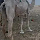 زرقا مجاهيم