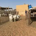 حريات جذعات مقاني