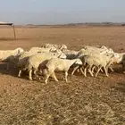 غنم حريه