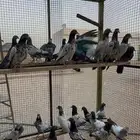 طبات باكستاني للبيع