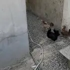 دجاج بلدي بياض شرط ونظيف