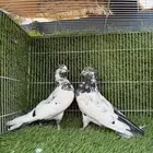 زوج تيدي جنسراء