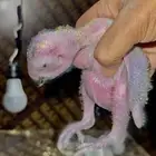 فروخ ببغاء كاسكو