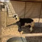 خرفان