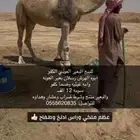 للبيع البعير الكفو