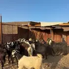 معزا عوارض دفع