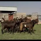 جذعات قبرصيات فااخره