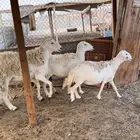 غنم حريات حصيب ب اذن الله