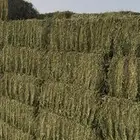 برسم مخلوط شد 80