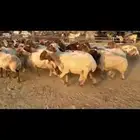 نعيم دفيع