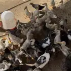 بط بكيني