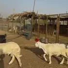 طليان مراح واحد