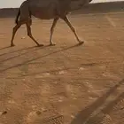لقحه حمرا كفو